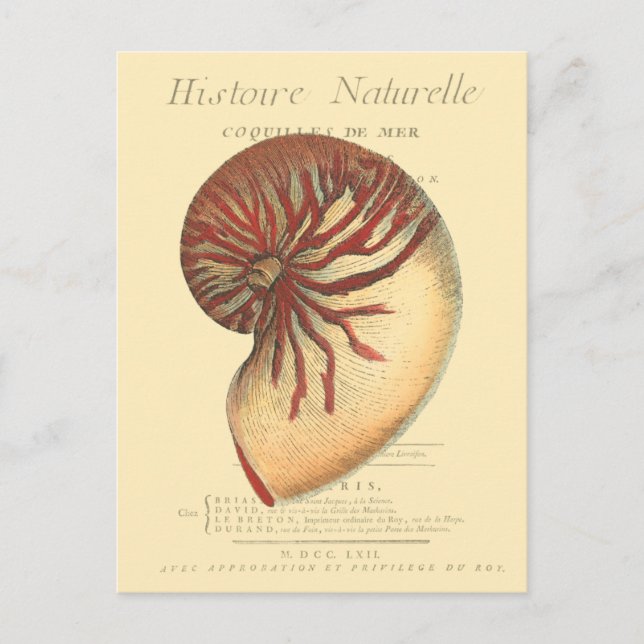 Vintage Red Conch-Snäcka Vykort (Framsida)