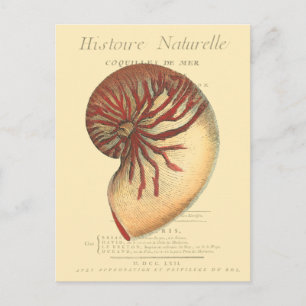 Vintage Red Conch-Snäcka Vykort