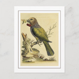 Vintage Red Fläkt Parrot Bird Illustration Vykort
