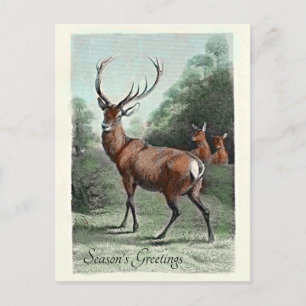 Vintage Red Hjort Stag Coloriszed Season's Greetin Vykort
