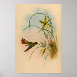 Vintage Red Hummingbird Gult Flower Poster