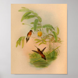 Vintage Red Hummingbird Print Flowers Poster