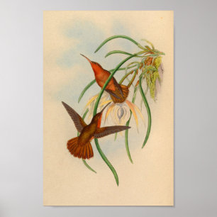 Vintage Red Hummingbird Skriv ut blomma Poster