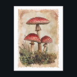 Vintage Red Mushroom vykort<br><div class="desc">Det här vykortet innehåller en vintage som illustrerar röda svampar.</div>