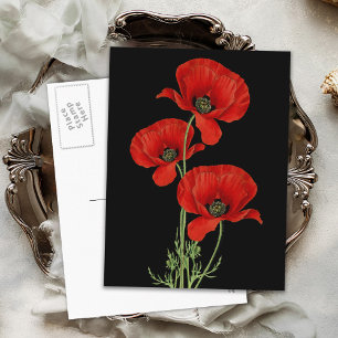 Vintage Red Poppies Botanical Vykort