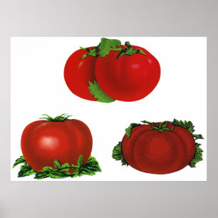 Vintage Red Ripe Tomates Food, Fruits, Vegetables Poster