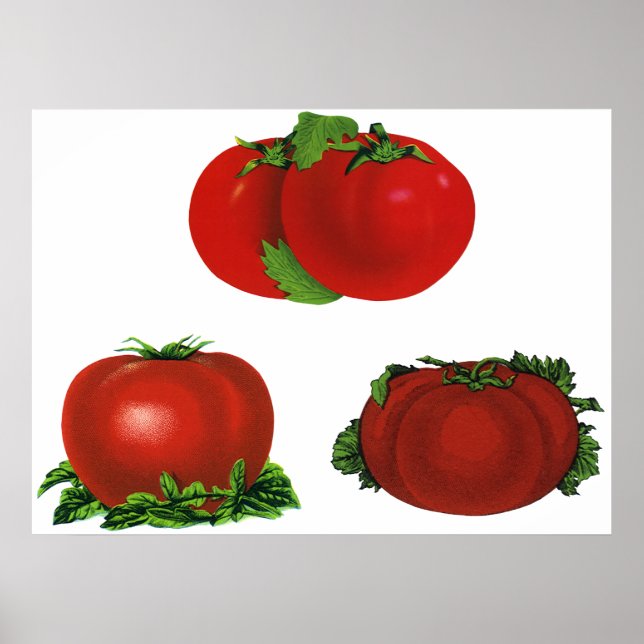 Vintage Red Ripe Tomates Food, Fruits, Vegetables Poster (Framsidan)