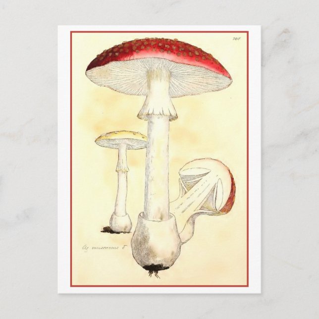Vintage Red Toadstool / Mushroom Illustration Vykort (Framsida)