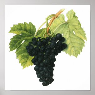 Vintage Red Vin Organic Grape Cluster, Food Fruit Poster