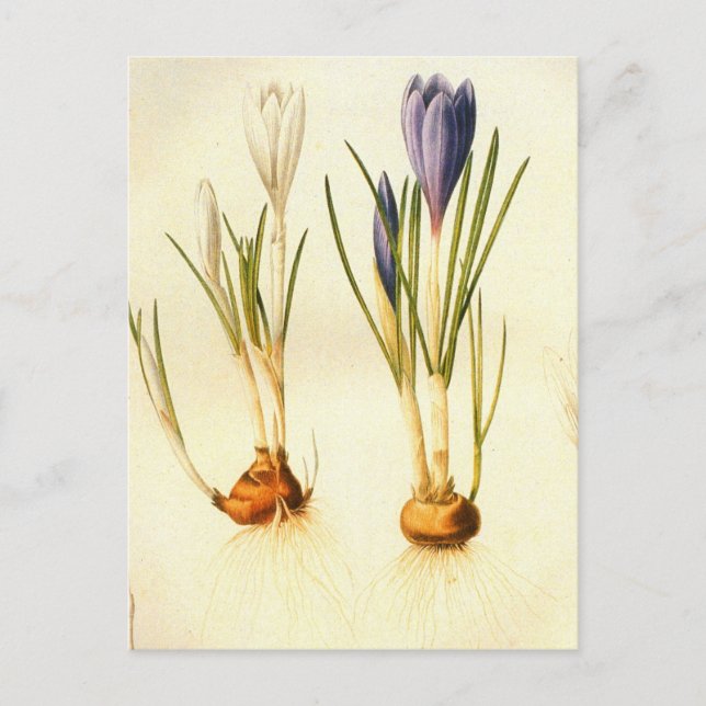 Vintage Redoute Crocus vykort (Framsida)