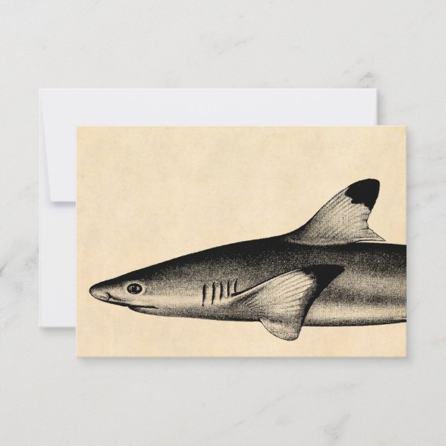 Vintage Reef Shark Illustration Black Tipping (Framsida)