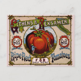 Vintage Reklam Ripe-röda tomater Vykort