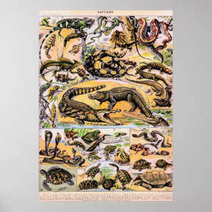 Vintage Reptiles Illustration by Adolphe Millot Poster