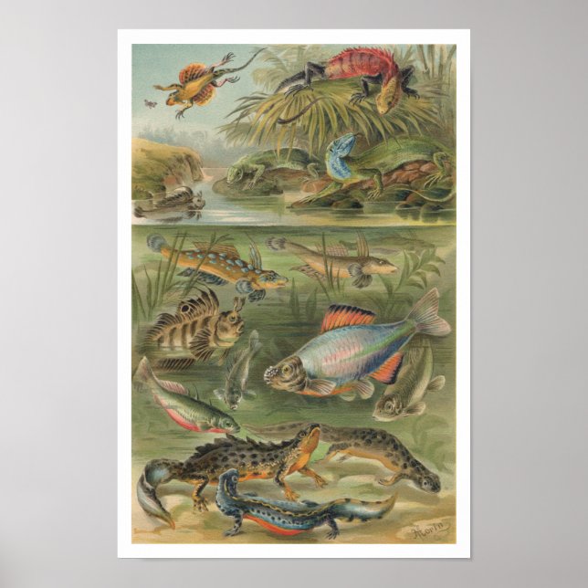Vintage Reptiles Lizards Fish Poster (Framsidan)
