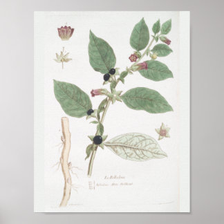 Vintage Retro Botanical Teckning Wall Art Decor Poster