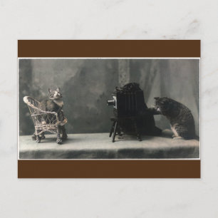  Vintage Retro Cat Photo Intag Vykort