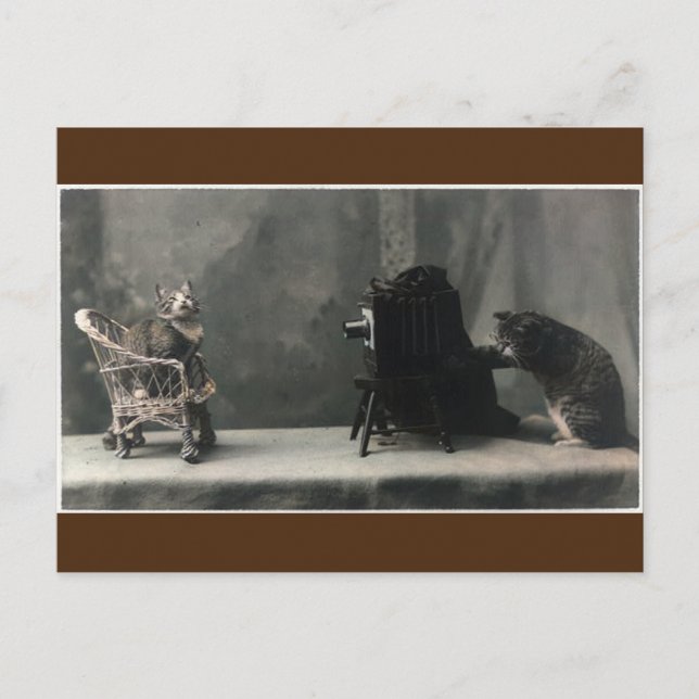  Vintage Retro Cat Photo Intag Vykort (Framsida)