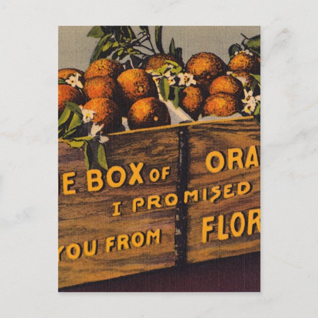 Vintage Retro Florida Orangar Vykort (Framsida)