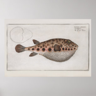 Vintage Retro Puffy Fish Zoological Teckning Poster