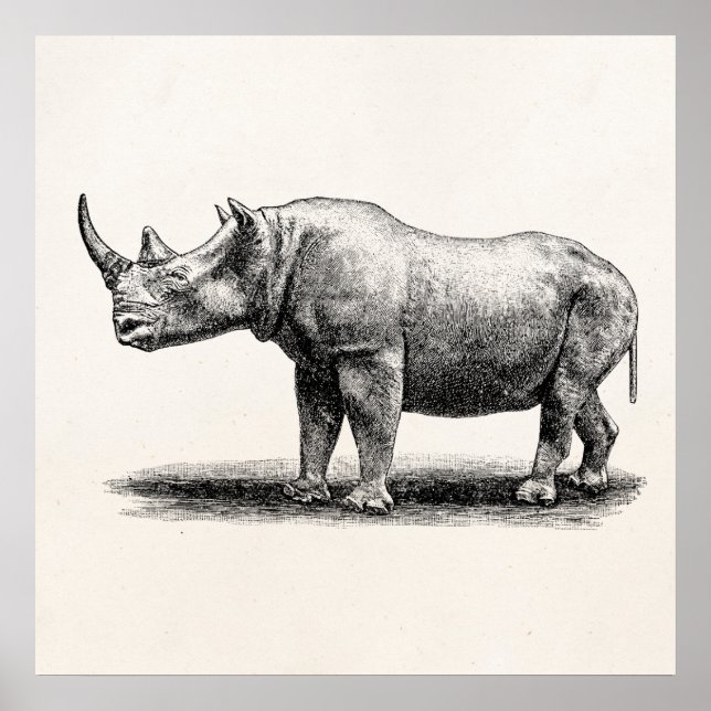 Vintage Rhinoceros Illustration Rhino Rhinos Poster (Framsidan)