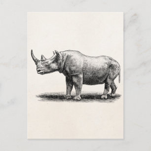 Vintage Rhinoceros Illustration Rhino Rhinos Vykort