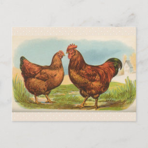 Vintage "Rhode Island Red Chicken" vykort