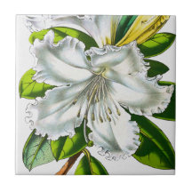 Vintage Rhododendron Botaniskt