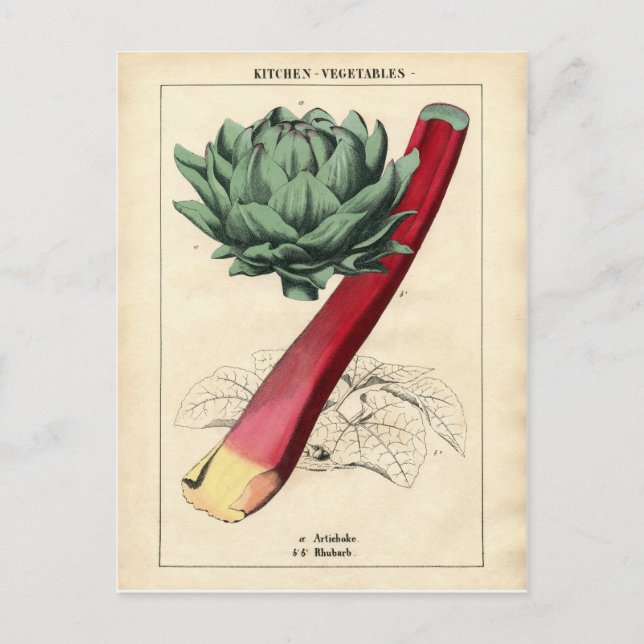 Vintage Rhubarb Botaniskt utskrift Vykort (Framsida)