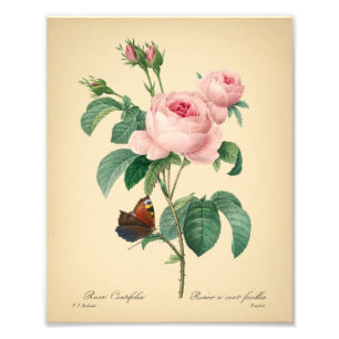 Vintage Ro Butterfly Rosa blomma av Redoute Art Fototryck