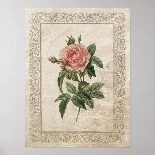 Vintage Ro I Botaniskt Poster (Framsidan)