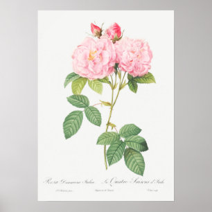 Vintage Ro Illustration Poster