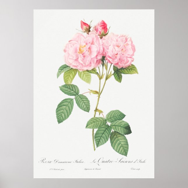 Vintage Ro Illustration Poster (Framsidan)