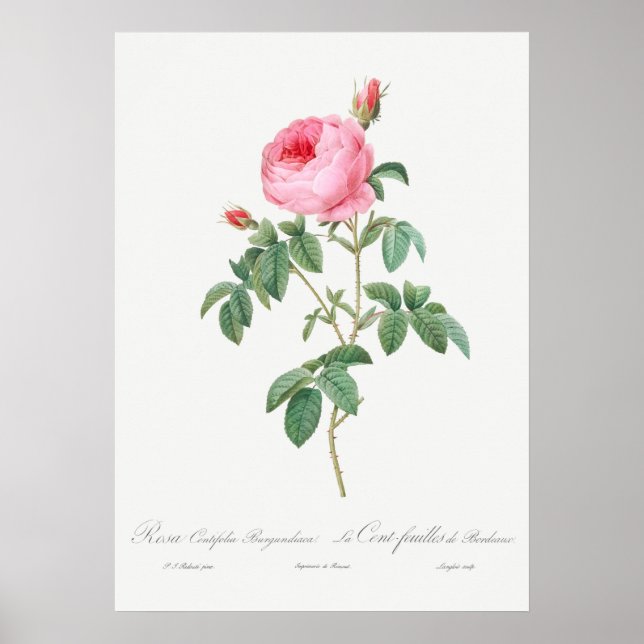 Vintage Ro Illustration Poster (Framsidan)