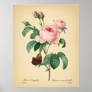 Vintage Ro Skriv ut Butterfly Print by Redoute Art Poster