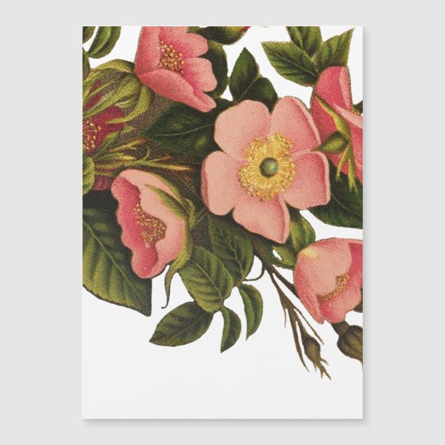 Vintage Ro Vackert Rosa Botaniskt (Framsida)