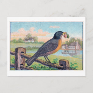 Vintage Robin Birthday vyvykort Vykort