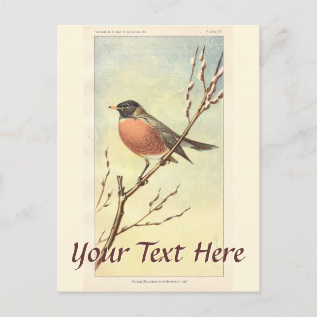 Vintage Robin Postcard Vykort (Framsida)