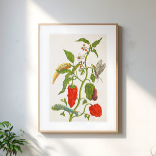 Vintage röd chili frukt floral botanisk konst poster