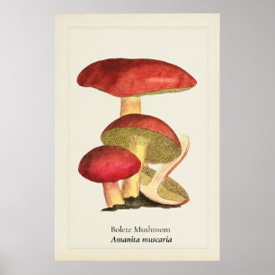 Vintage röd mössa svamp botanisk illustration poster