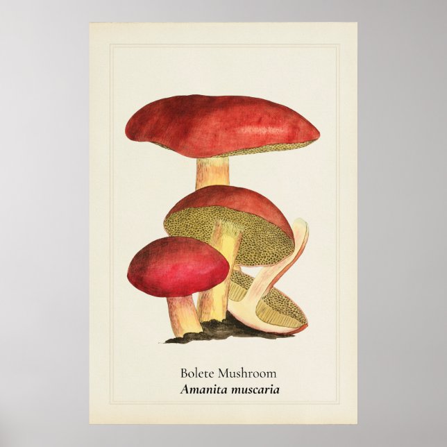 Vintage röd mössa svamp botanisk illustration |  poster (Framsidan)
