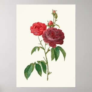 Vintage Röd ros Botaniskt utskrift Poster