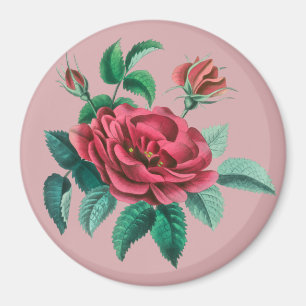 Vintage Röd ros Magnet