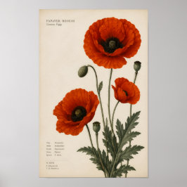 VINTAGE RÖD VALLMO BOTANISK TALLRIK POSTER