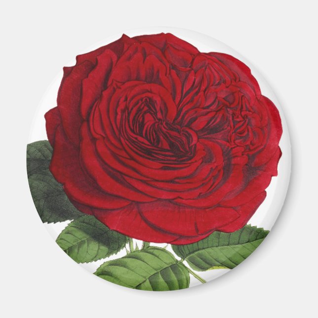 Vintage röda rosor Magnet (Framsidan)