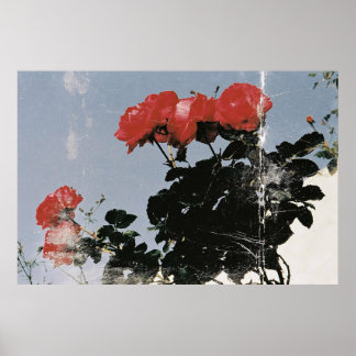 Vintage röda rosor mot en blå himmel poster