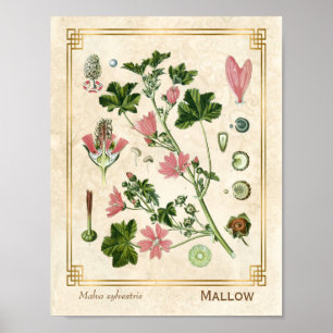 Vintage Rosa av botaniska örter, matrester Poster