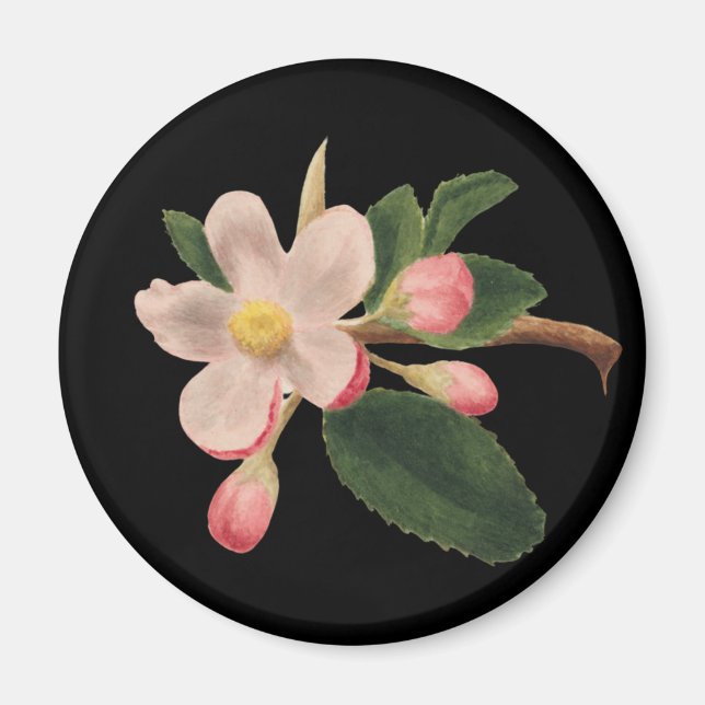 Vintage Rosa Blomning Magnet (Framsidan)