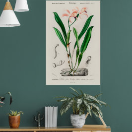 Vintage Rosa Cattleya Orkidé Botanisk Poster