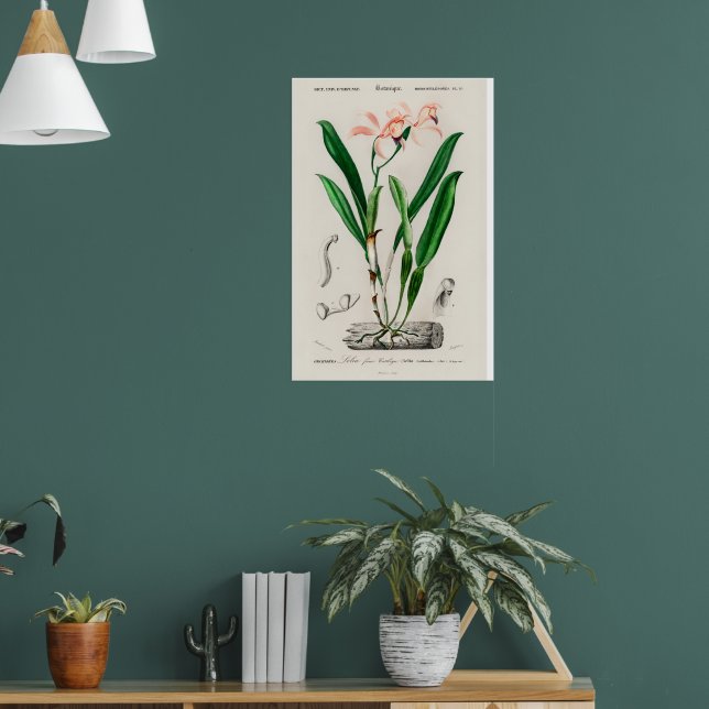 Vintage Rosa Cattleya Orkidé Botanisk Poster (Vardagsrum 1)