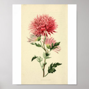 Vintage Rosa Chrysanthemum Flower Poster